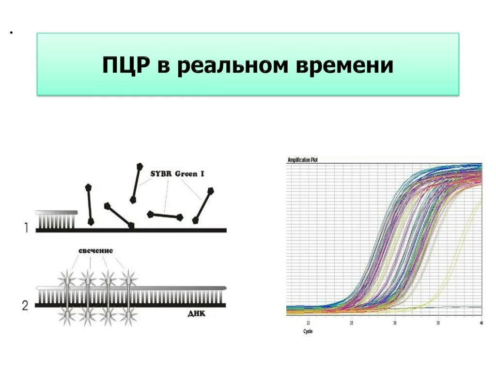 Тест реального времени. График Реал тайм ПЦР. График амплификации ПЦР. Real time ПЦР схема. Полимеразная цепная реакция (ПЦР) В реальном времени.