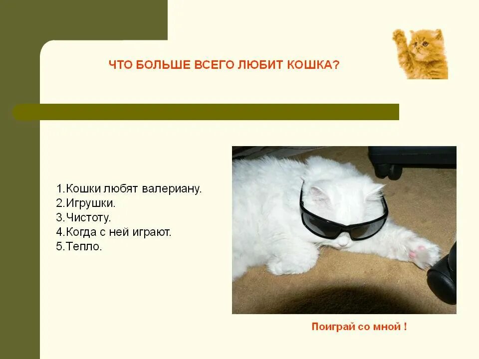 Какой запах не любят кошки. Что любят кошки больше всего. что не любят кошки. чего не любят кошки больше всего. что не любят кошки больше всего.