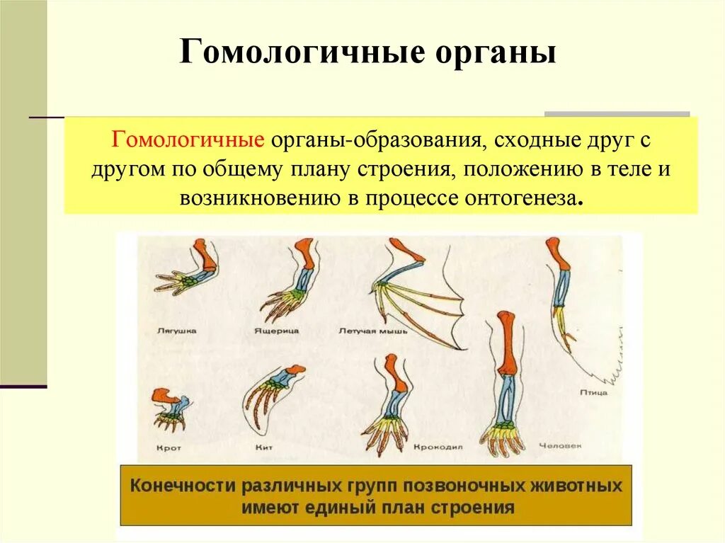 Что такое гомологичные органы