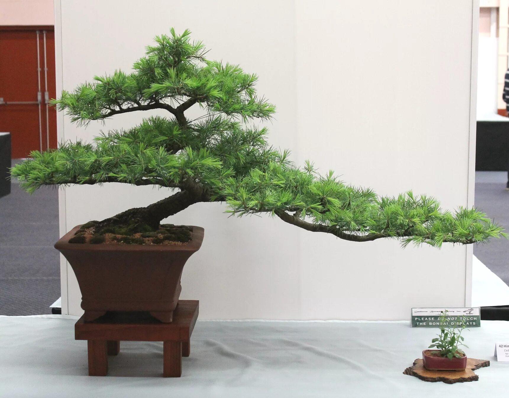 Кедр атласский бонсай. Бонсай кедр. Бонсай кедр. Кедр корейский бонсай. Японский кедр бонсай 1 год.