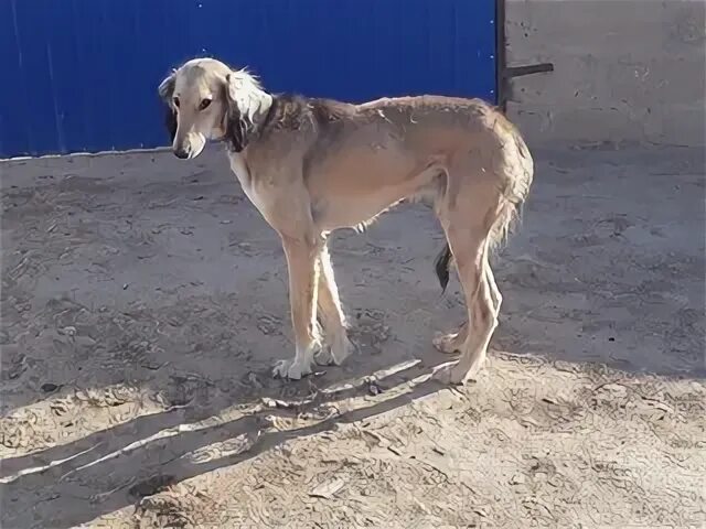 Құмай тазы