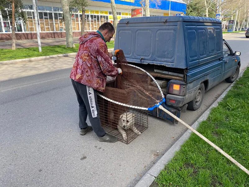 Телефон службы отлова собак