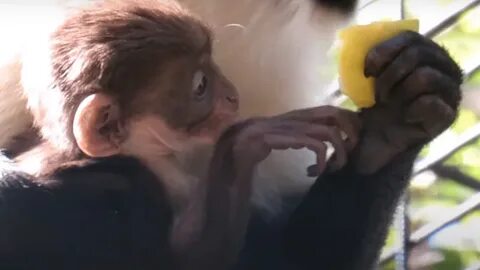 Последняя обезьяна