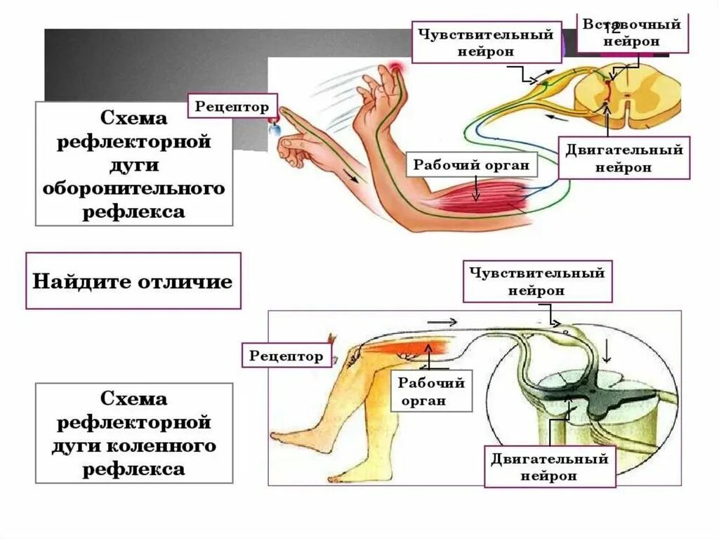 Как происходит рефлекс. Схема рефлекторной дуги оборонительного рефлекса отдергивания руки. Схема рефлекторной дуги защитного сгибательного рефлекса руки. Рефлекс отдергивания руки от горячего предмета. Оборонительный рефлекс схема.