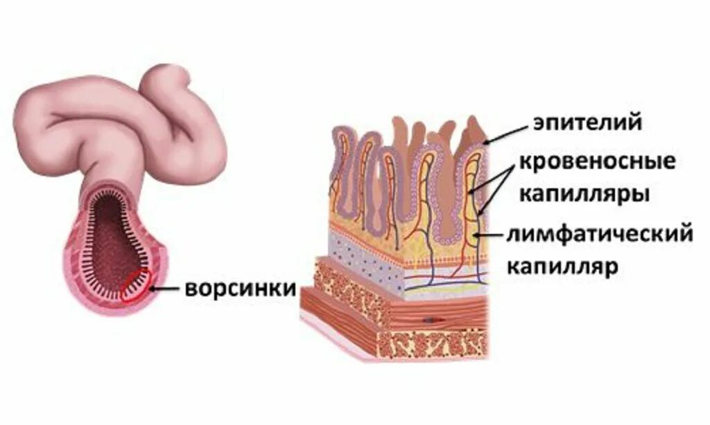 Всасывание ворсинками тонкого кишечника. Тонкая кишка кишечная Ворсинка. Эпителий кишечной ворсинки. Строение кишечной ворсинки тонкой кишки. Всасывание в кишечных ворсинках.