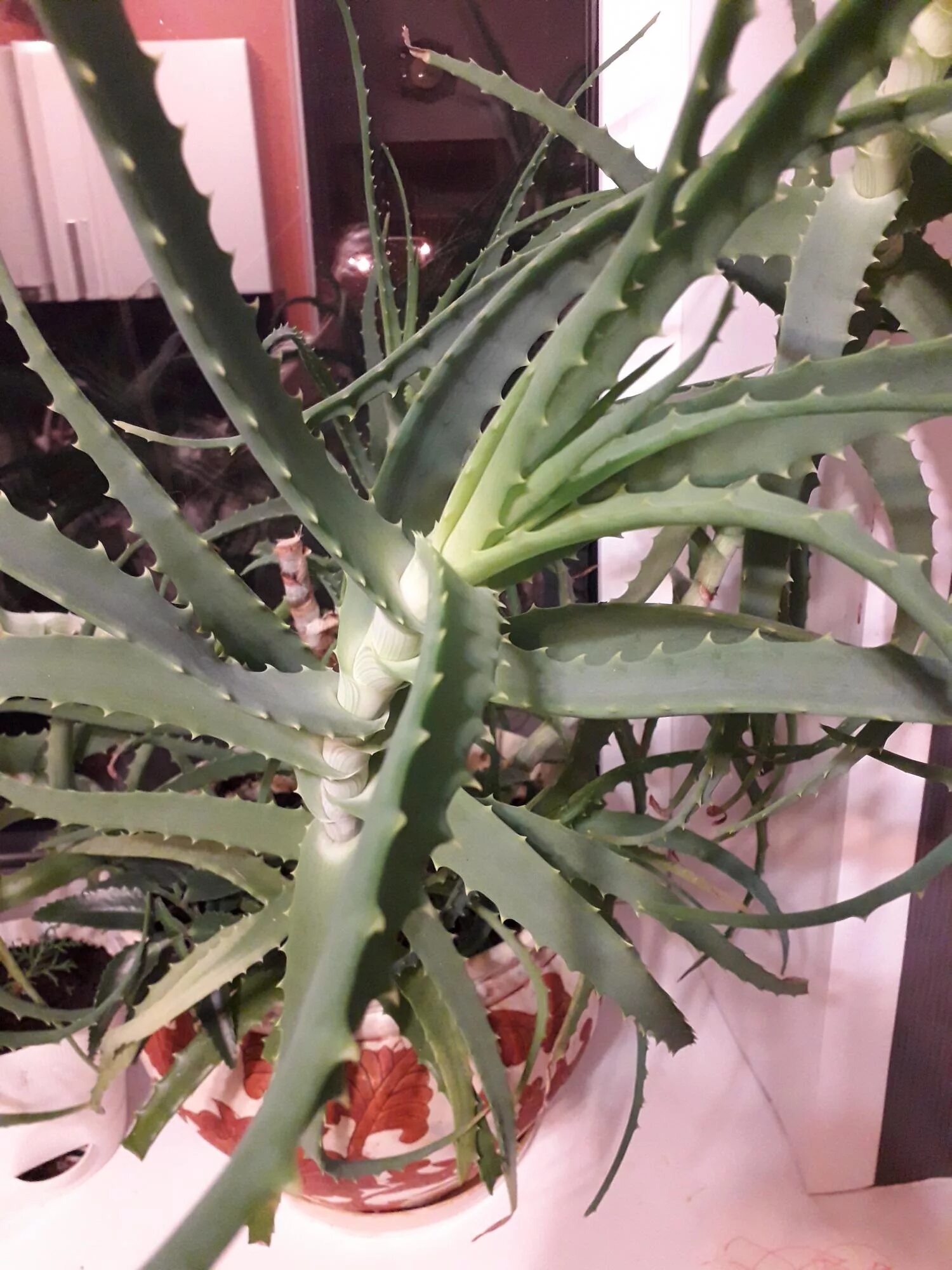 алое древовидное столентий. алоэ древовидное столетник. какие виды алоэ лечебные. алоэ вера широколистный. алоэ оттопыренное.