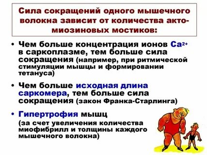Сила мышц это
