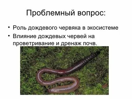 Классификация дождевого червя