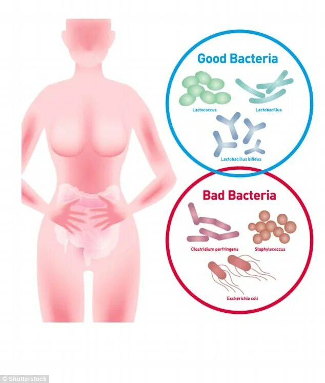 Микрофлора после измены. Микробиом кишечника. good bacteria and bad bacteria. микрофлора человека вектор.