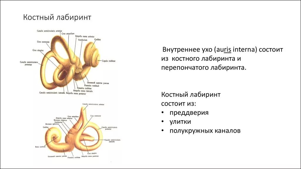 Внутреннее ухо костный Лабиринт. Схема строения костного Лабиринта. Костный Лабиринт вид спереди. Части костного Лабиринта внутреннего уха. Отделы наружного среднего и внутреннего уха