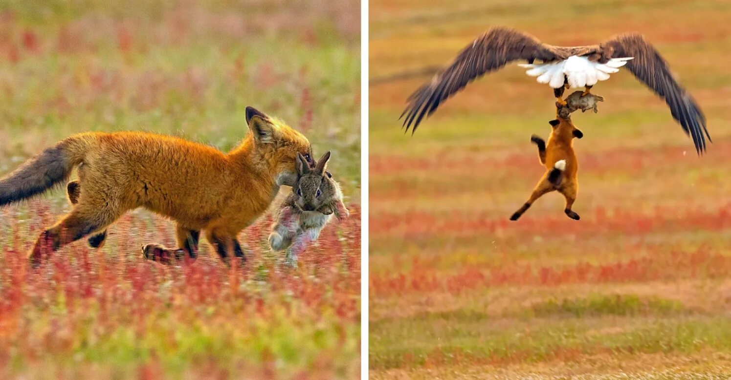 Какие отношения между лисой и зайцем. Лиса с добычей. Конкуренция животных. Конкуренция за пищу. Конкуренция в природе.