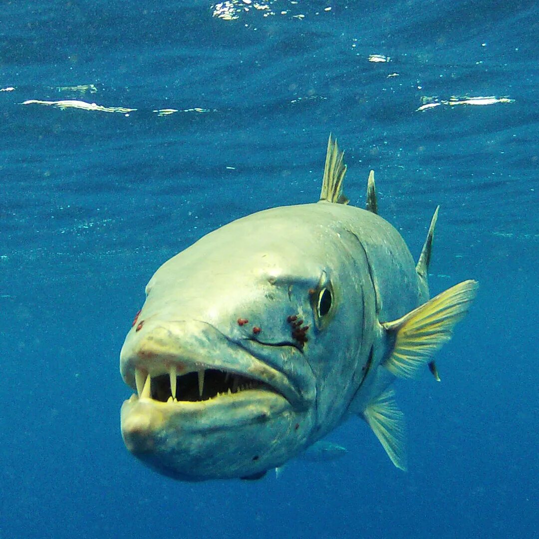 Мелкая хищная рыба. Барракуда рыба. Рыба большая Барракуда. Барракуда в Красном море. Морская щука Барракуда.