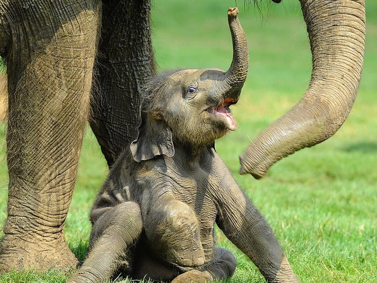 Слон танцует. Слоны забавные фото. Look at my funny elephant. Красивый слон. Look at my funny elephant.