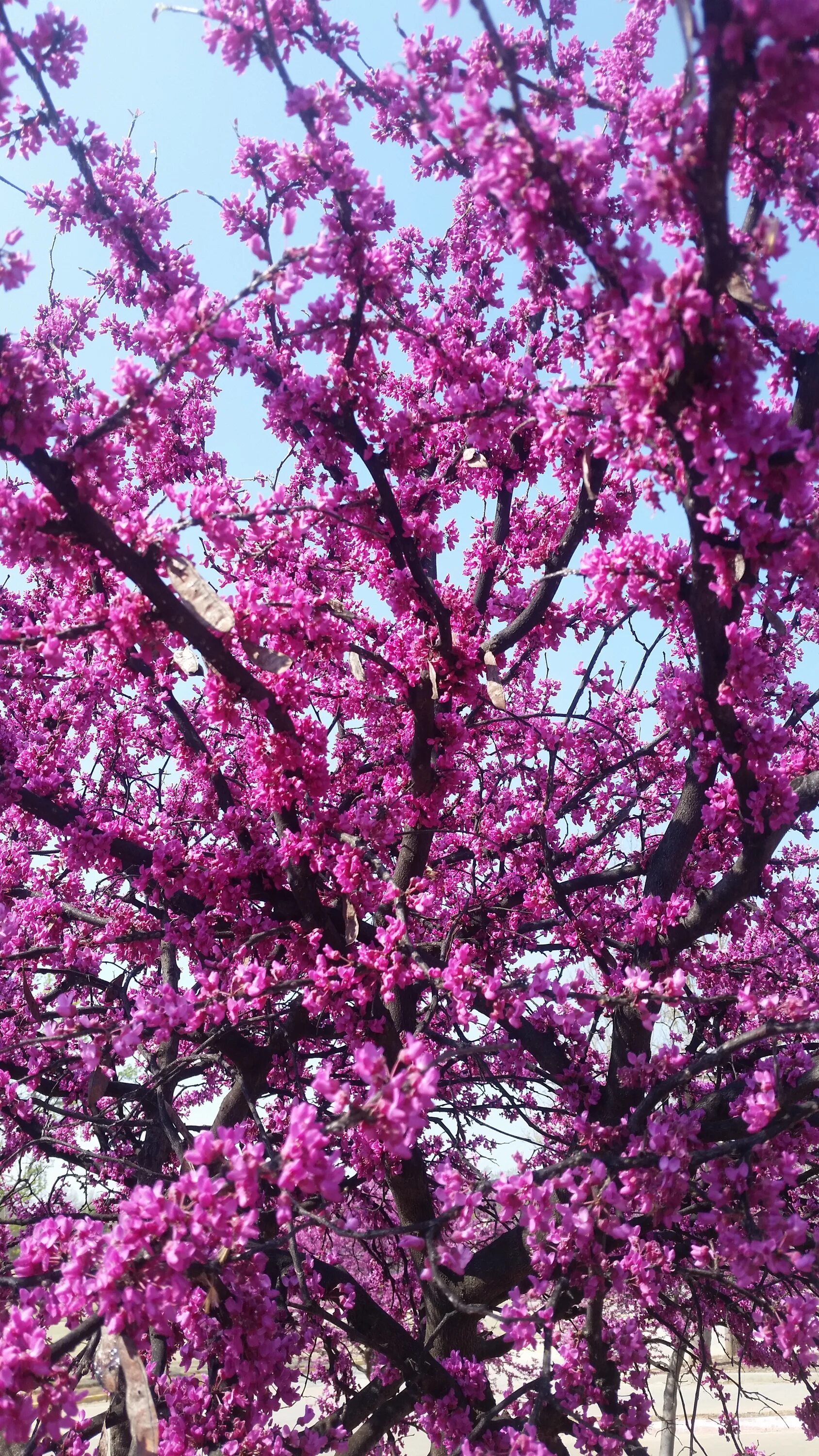 Сакура пурпурная (мелкозубчатая. Дерево вишня розовоцветущая. Вишня железистая Сакура. Сакура бунга.