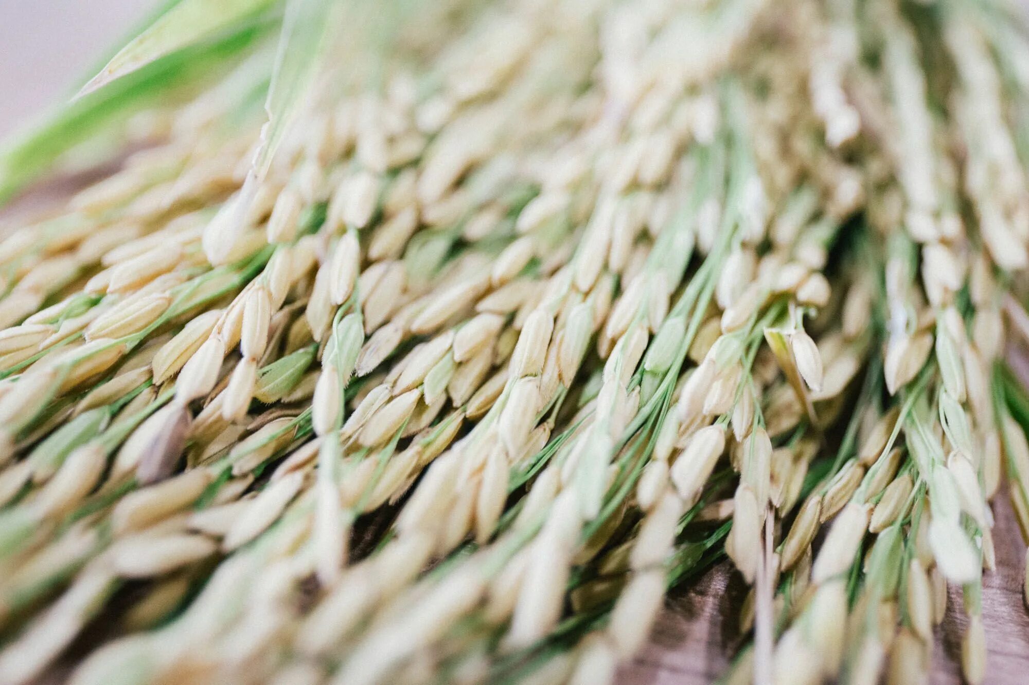 Rice bran. Raw USNA Rice. Bransen рис. Raw materials. Rice Husk & Rice Bran in one picture.