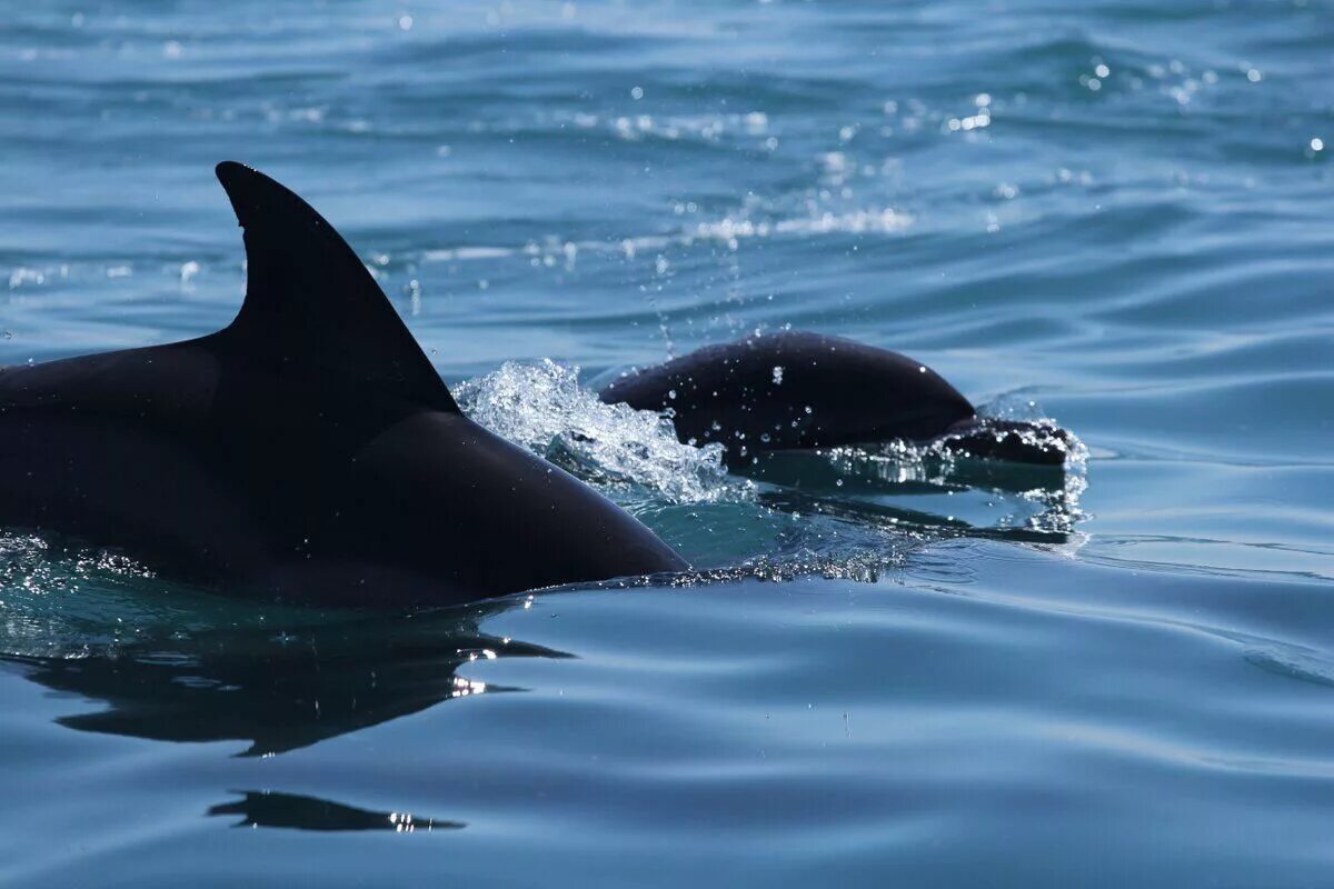 Песни про черных дельфинов. Черный Дельфин в черном море. Черноморский Дельфин черный. Черные дельфины в черном море. Дельфин Краснодарский край.