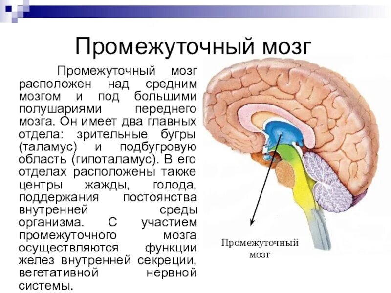 Какие части мозга еще не изучены. Функции гипоталамуса промежуточного мозга. Промежуточный отдел головного мозга строение. Промежуточный мозг анатомия строение. Гипоталамус это отдел промежуточного мозга.