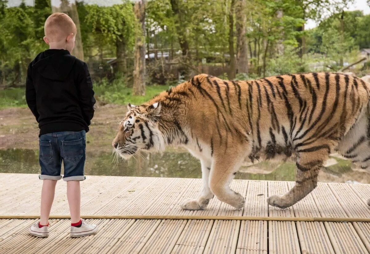 Какой тигр сильнее. Ноусли сафари парк. Амурский тигр сафари парк. Сафари парк тигры. Амурский тигр и человек.