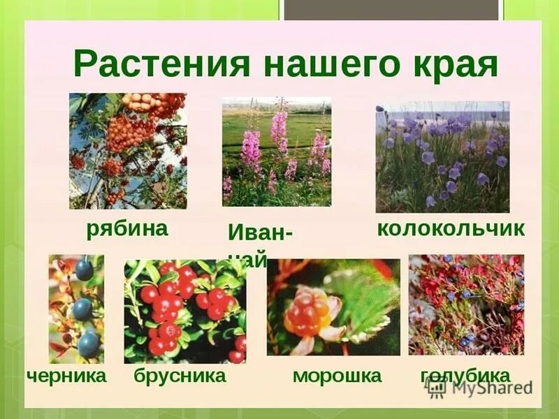 Растения нашего края. Приспособление растений и животных в степи. Какая растительность преобладает в нашем крае. Растения родного края. Растительный мир пермского края.