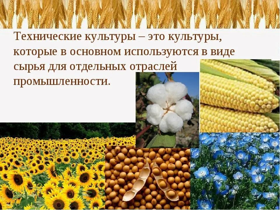 Какой цветок выращивают в россии. Технические культуры. Технические культуры в сельском хозяйстве. Выращивание технических культур. Технические растения.