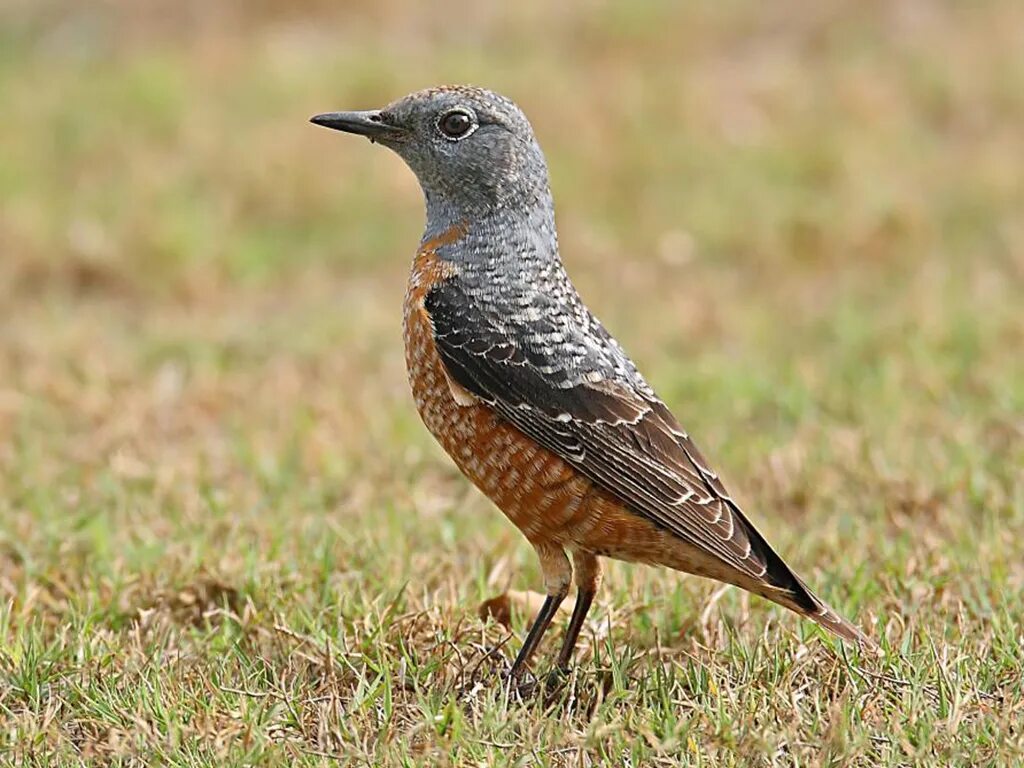 черный певчий дрозд. дрозд воробьинообразные. семейство дроздовые (turdidae). крапчатый дрозд. дрозд рябинник в подмосковье.