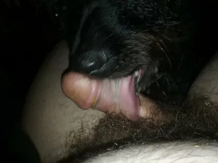 Slideshow dog licks man dick till he cums.