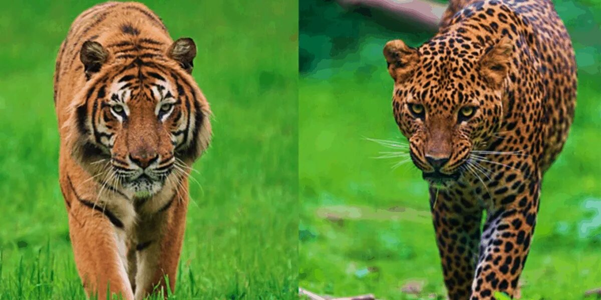 Тигр vs леопард. Леопард против тигра. Лев тигр леопард Ягуар. Тигард гибрид.