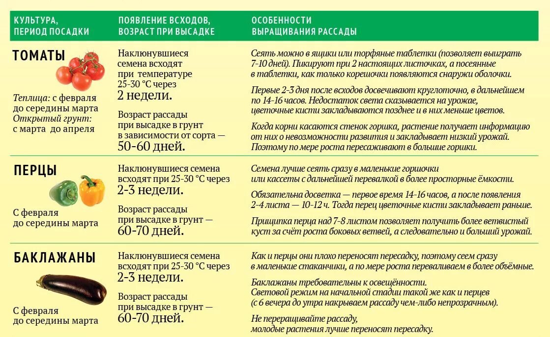 Через сколько всходят помидоры после посадки. Сроки всхожести семян томатов после посева. Время прорастания семян томатов на рассаду. Сколько дней всходит пере. Срок всходов болгарского перца.