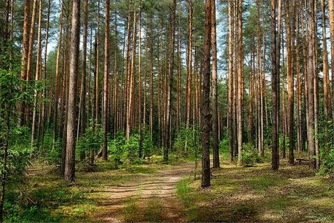 Проект лесного массива
