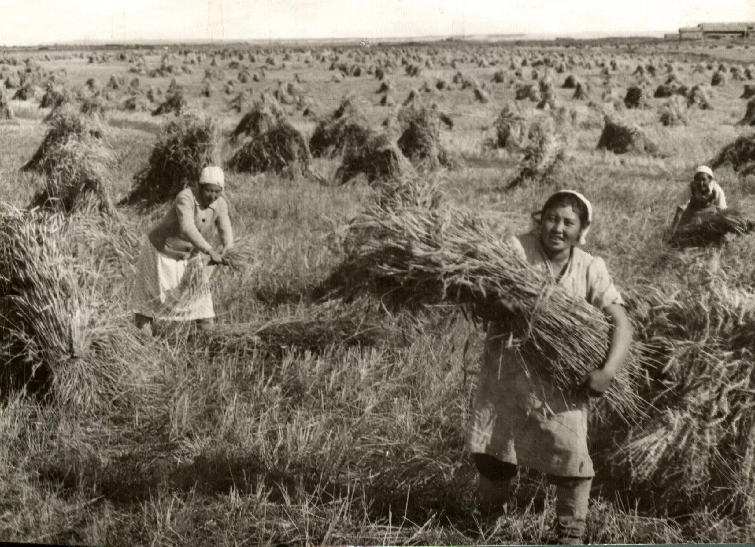 Фотография труженика. Сельское хозяйство в Якутии в годы ВОВ 1941-1945. Сельское хозяйство труженицы тыла в годы Великой Отечественной войны. Колхозы в годы войны 1941-1945. Тыл колхозы в ВОВ 1941-1945.