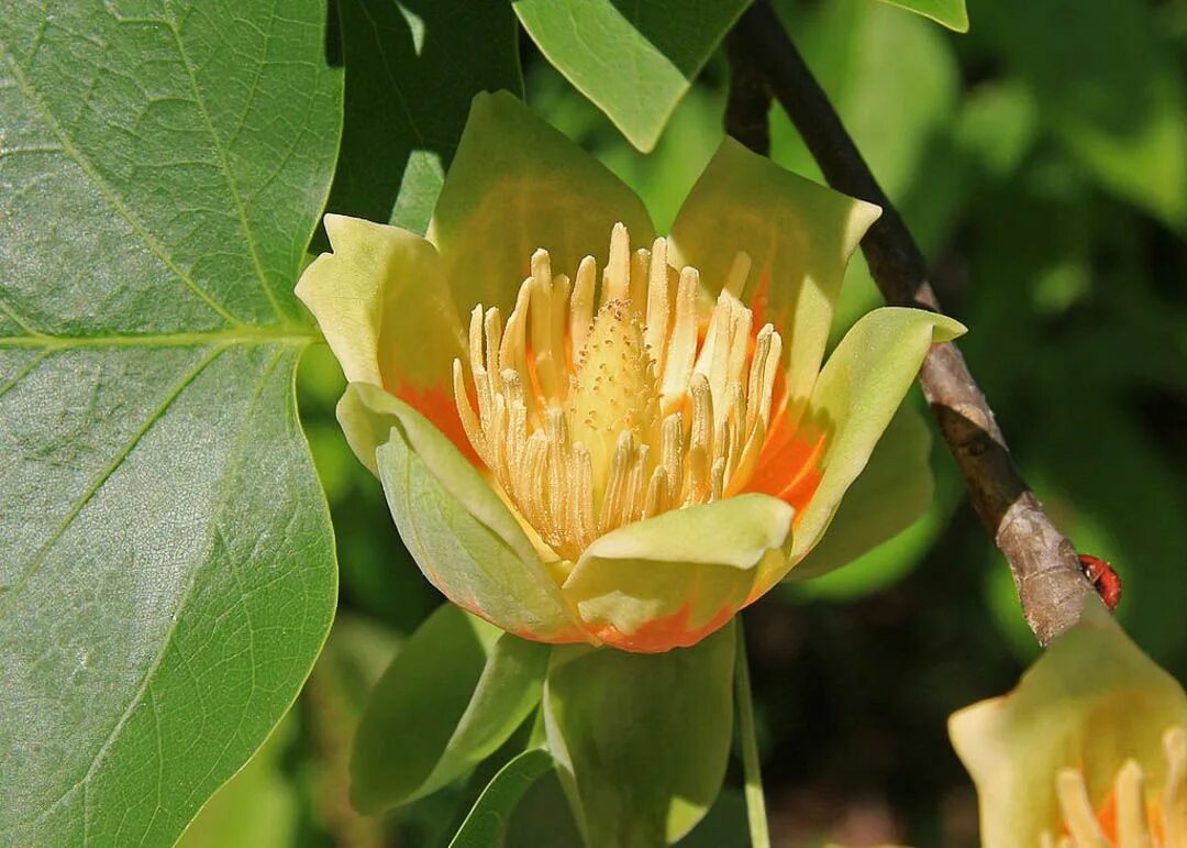 Tulip tree. Tulip tree