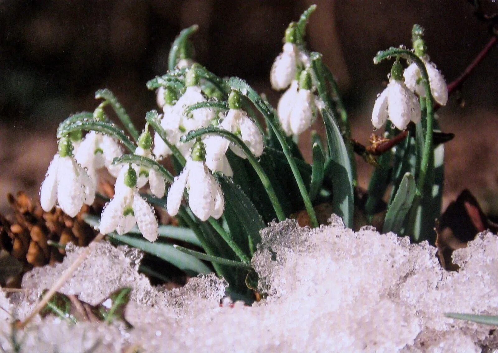 март подснежники картинки