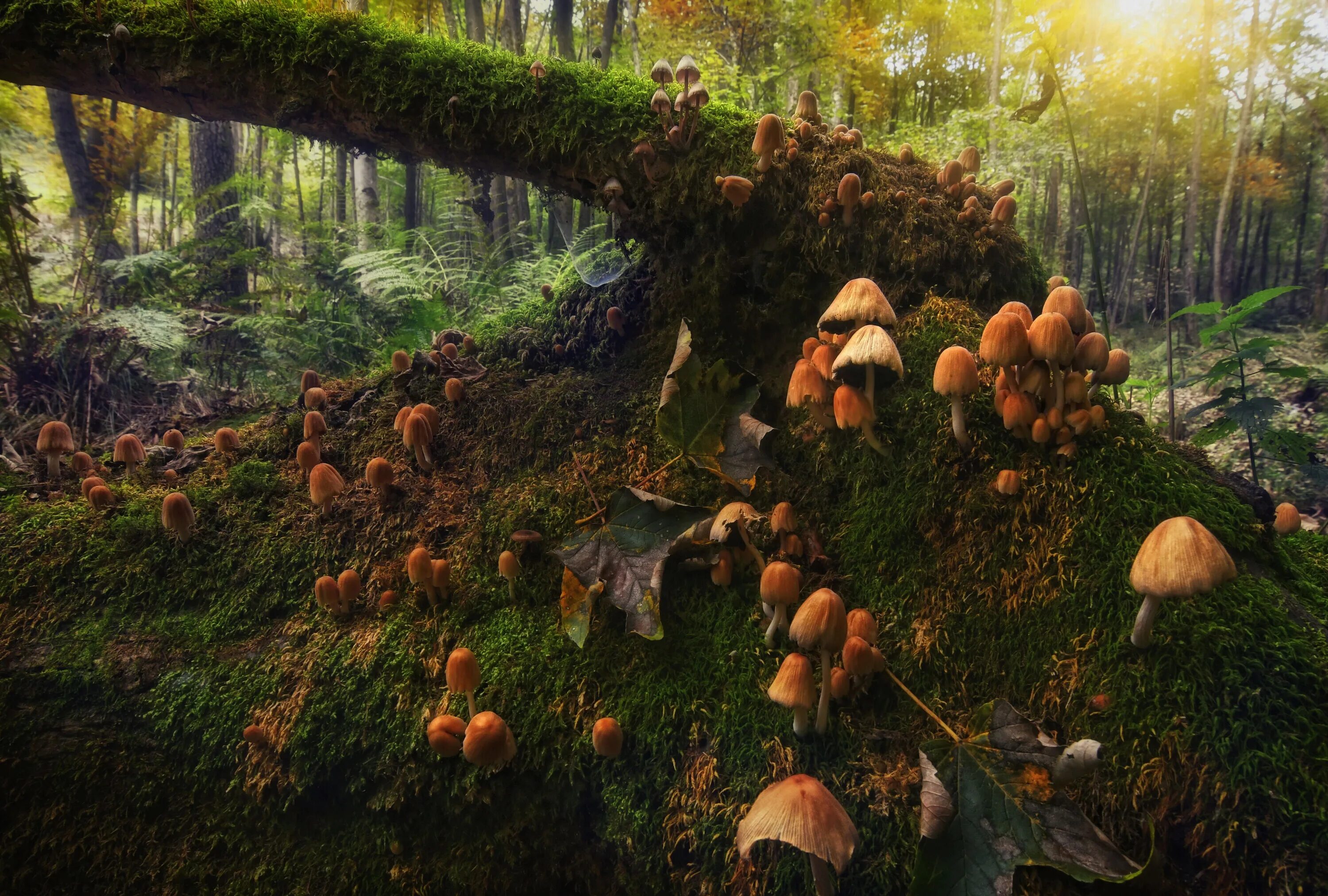 Мир природы грибы. Грибной лес. Сказочный лес. Волшебный лес. Сказочный грибной лес.