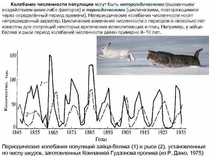 На графиках продемонстрированы изменения численности жертвы зайцев. Периодические и непериодические колебания численности популяции. Циклические колебания численности популяции. Колебание численности особей в популяции схема. Сезонный Тип динамики численности популяций.