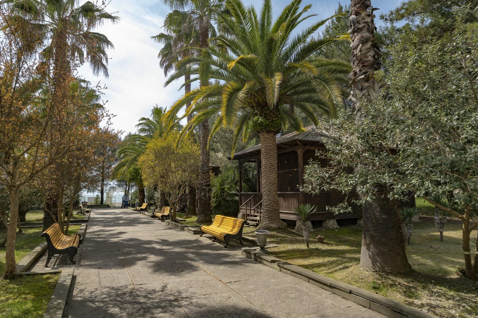 сосновая роща пансионат абхазия пицунда. сосновая роща 3 абхазия. пицунда сосновая. сосновая роща абхазия пицунда. абхазия отель сосновая роща в пицунде.