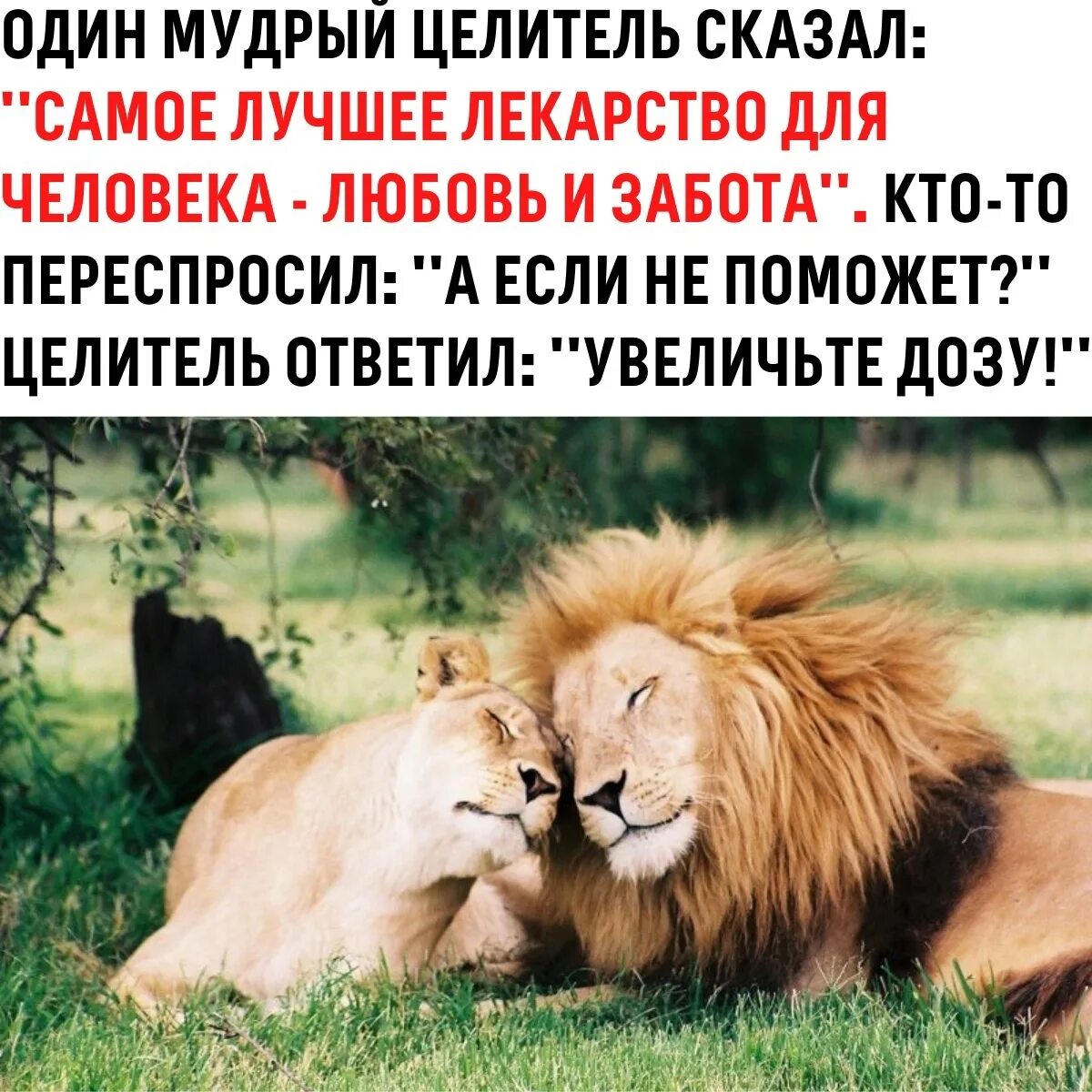 Животные любят женщин. Лев цитаты. Афоризмы про Львов. Статусы про Львов. Лев и львица любовь.