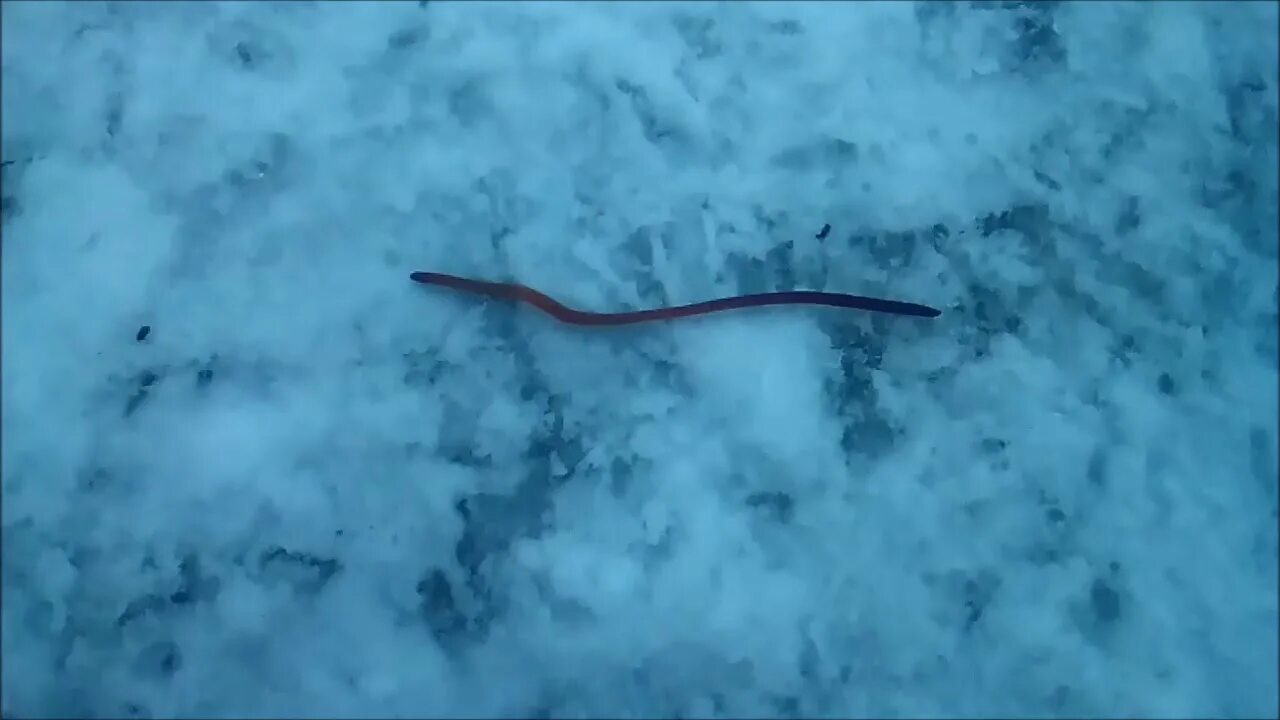 Червяк проползает мимо травинки за две минуты. Арктический ледяной червь. Земляные черви в Антарктиде.