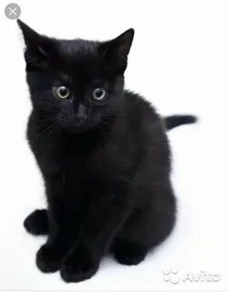 Обычный черный котенок