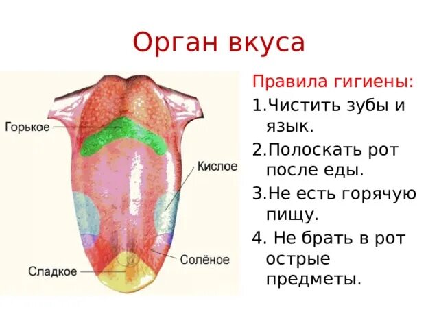 Схема строения органа вкуса. Покажи орган вкуса. Покажи орган вкуса. Покажи орган вкуса. Покажи орган вкуса.