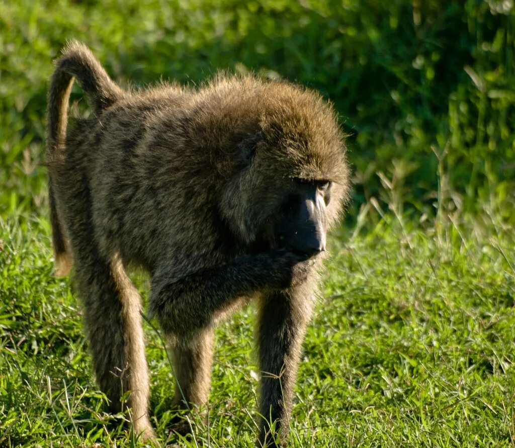 Медвежий павиан. Бабуин алкоголь. Оливковый бабуин. Джин грин бабун. Бабуин и львенок.