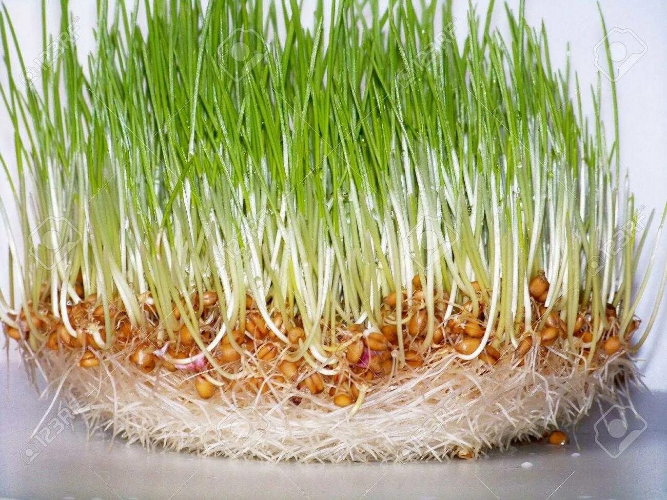 Прорастание овса. Микрозелень овес. Wheatgrass проращивание. Ростки пророщенной пшеницы. Проростки овса.