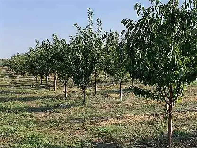 Плодовый питомник. Сады мичурина краснодарский край. Мичуринский сад тимирязевская академия. Мичуринский питомник яблони. Мичуринск плодовые.