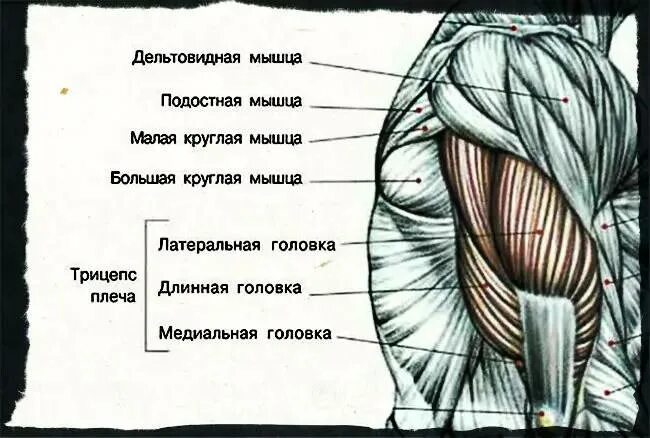 Латеральная и медиальная головки трицепса. Упражнения на длинную головку трицепса. Строение бицепса руки. Длинная головка бицепса. Трицепс анатомия функции.