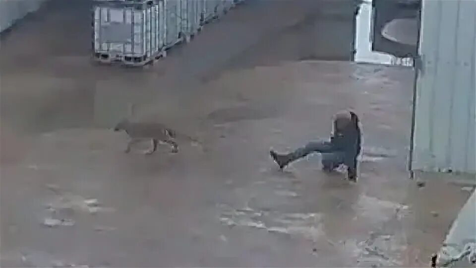 Нападают ли шакалы на людей. Медоед животное против львов. Шакалы нападают на людей. Барсук медоед против льва. Гиеновая собака против льва.