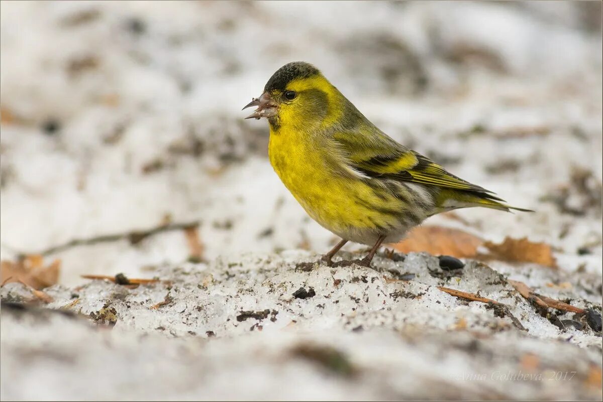 Чиж птица слушать. Spinus Spinus Чиж. Чиж (Spinus Spinus l.). Spinus Spinus Чиж самка. Spinus Spinus Вьюрковые.