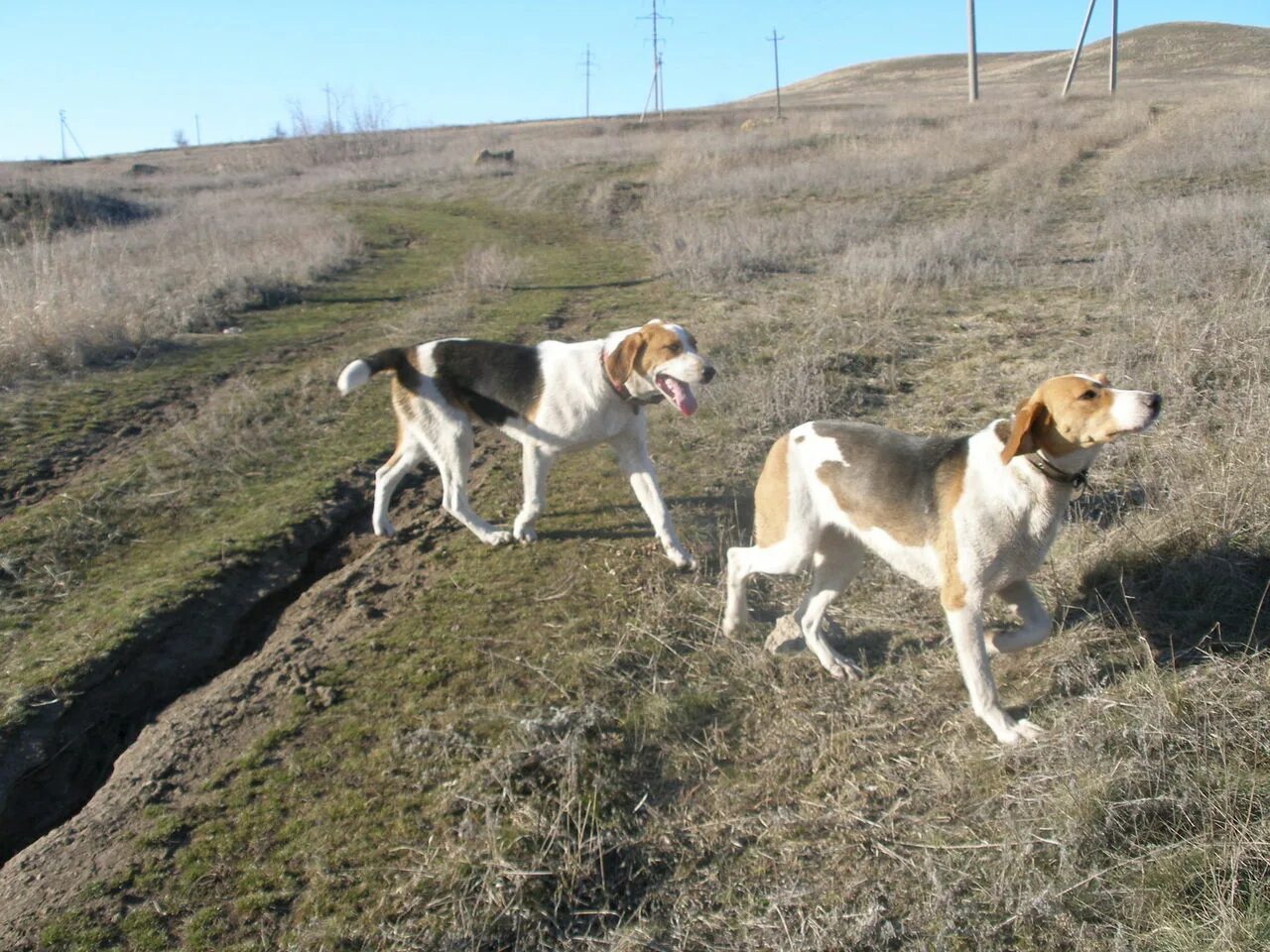 Русская пегая гончая вольер. Смычок гончих. Белорусский гончак. Алтайская гончая. Русская гончая щенки.