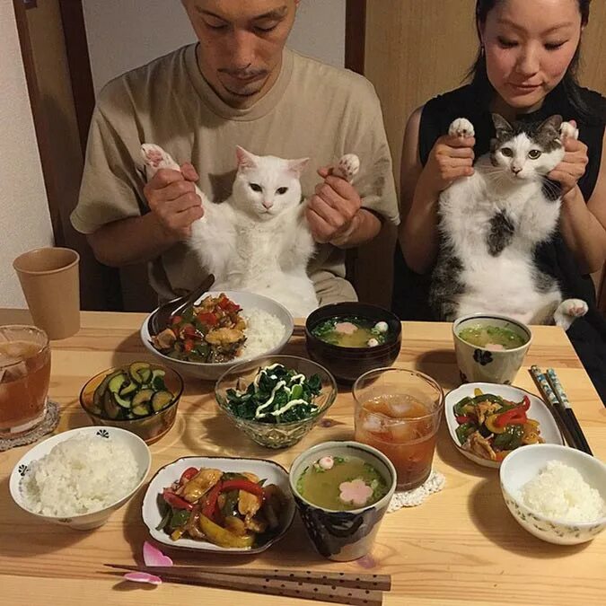 Что любят есть коты