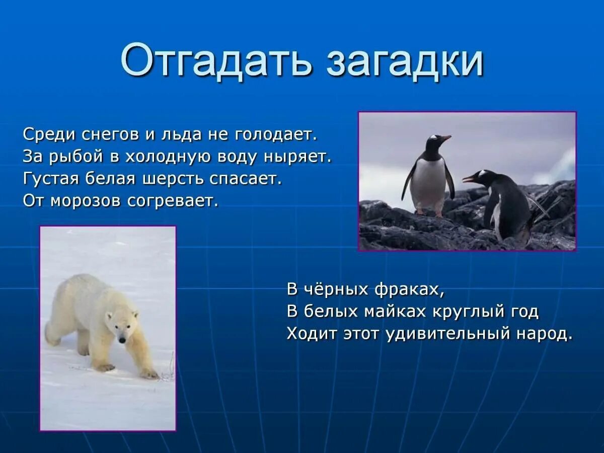 Белый медведь где обитает на каком. Загадки про северных животных. Где живут белые медведи. Где живут пингвины и белые медведи. Загадки про животных севера для детей.