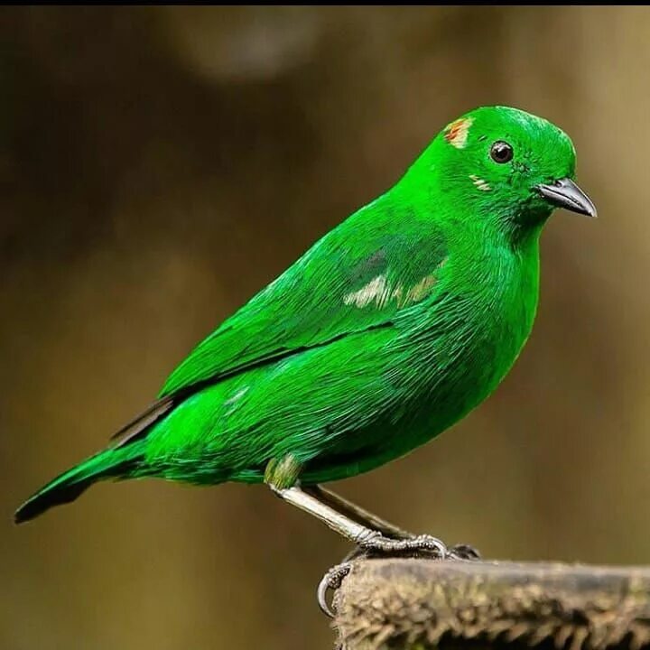 Черно зеленая птичка. Зеленый Кардинал. Зеленая танагра птица. Малый зелёный рогоклюв. Изумрудная танагра.