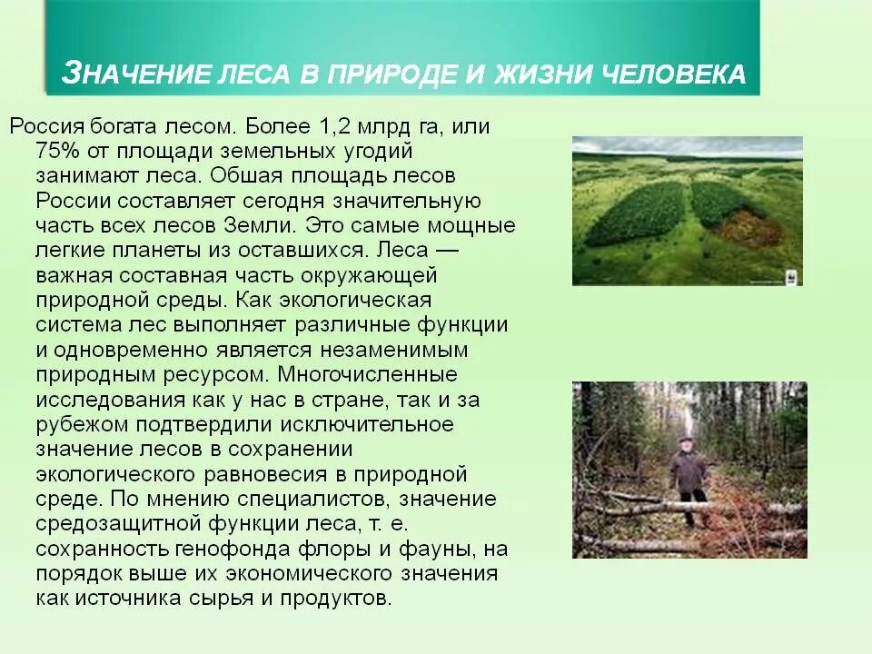 Сообщение значение природы. Сообщение лес и человек. значимость леса в природе. доклад лес и человек. роль человека в лесу.